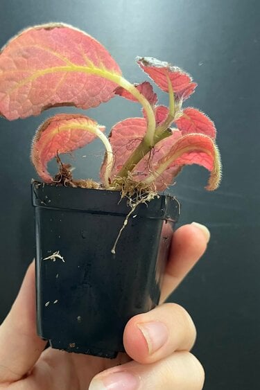 La Swamp Plante Episcia cupreata
