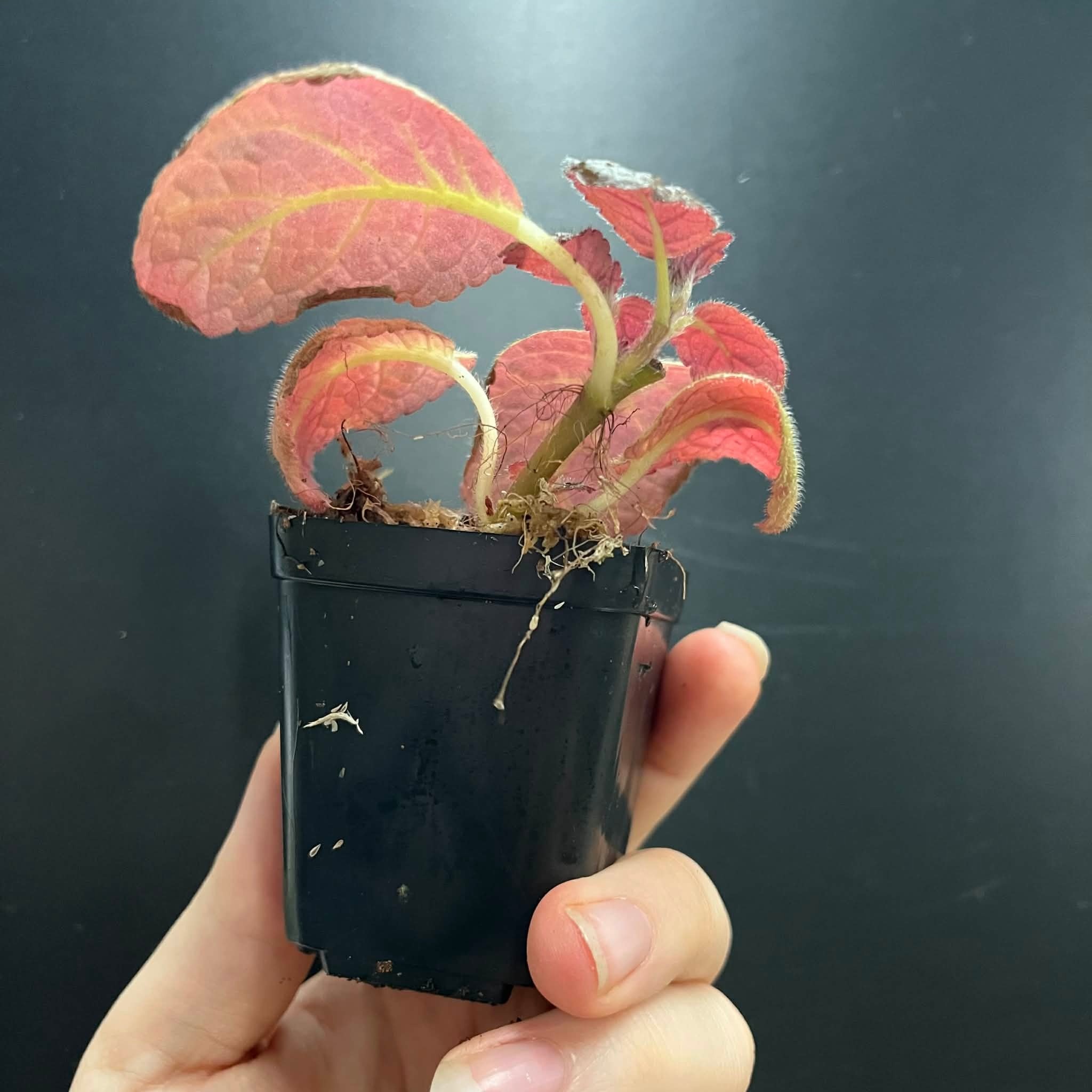 La Swamp Plante Episcia cupreata