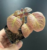 La Swamp Episcia cupreata Plant