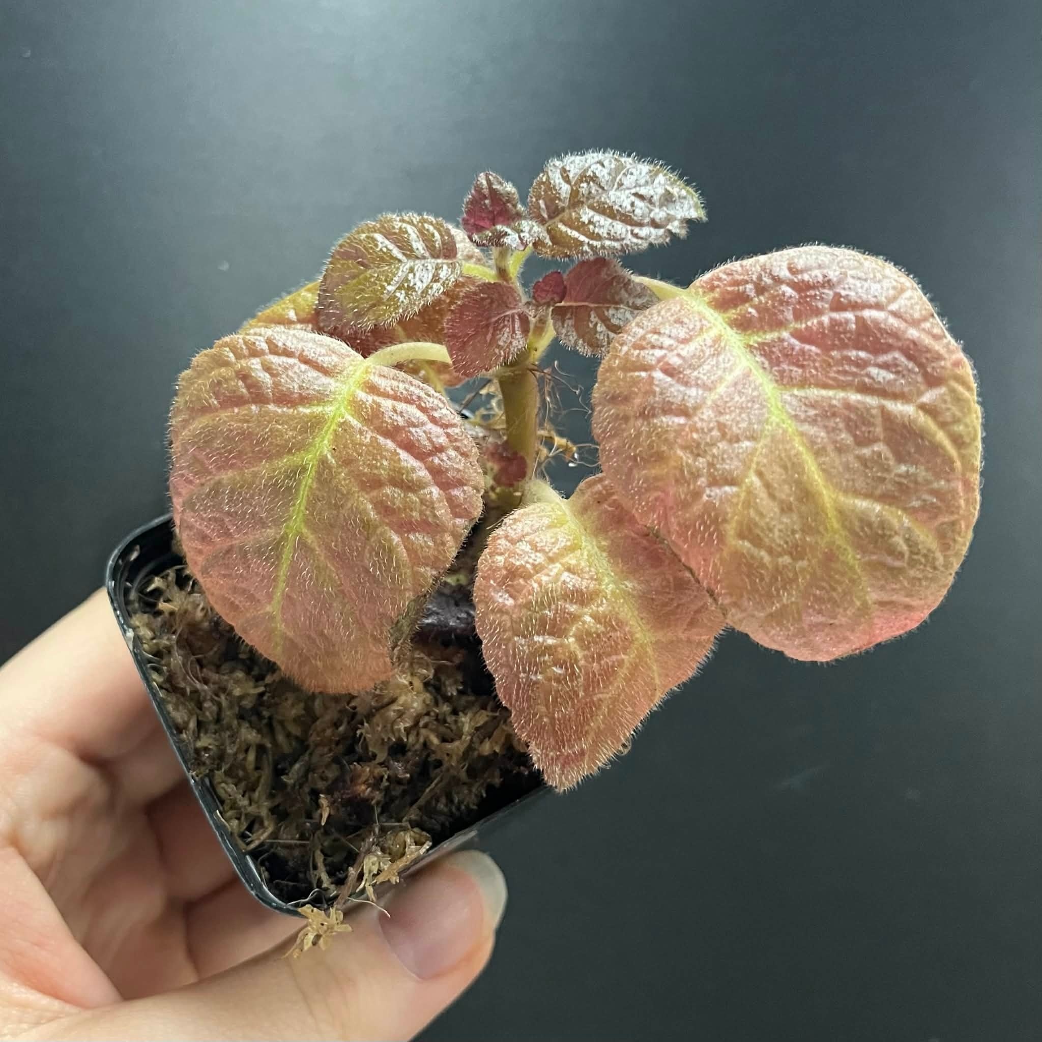 La Swamp Plante Episcia cupreata