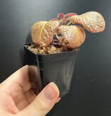 La Swamp Plante Episcia cupreata