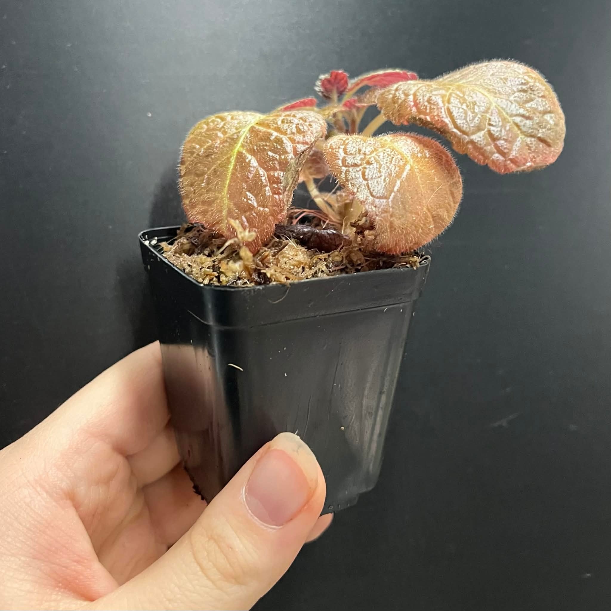 La Swamp Plante Episcia cupreata