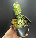 La Swamp Plante Ficus Pumila variegated