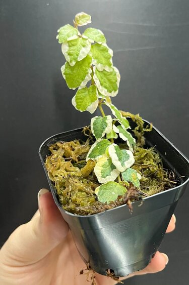 La Swamp Plante Ficus Pumila variegated