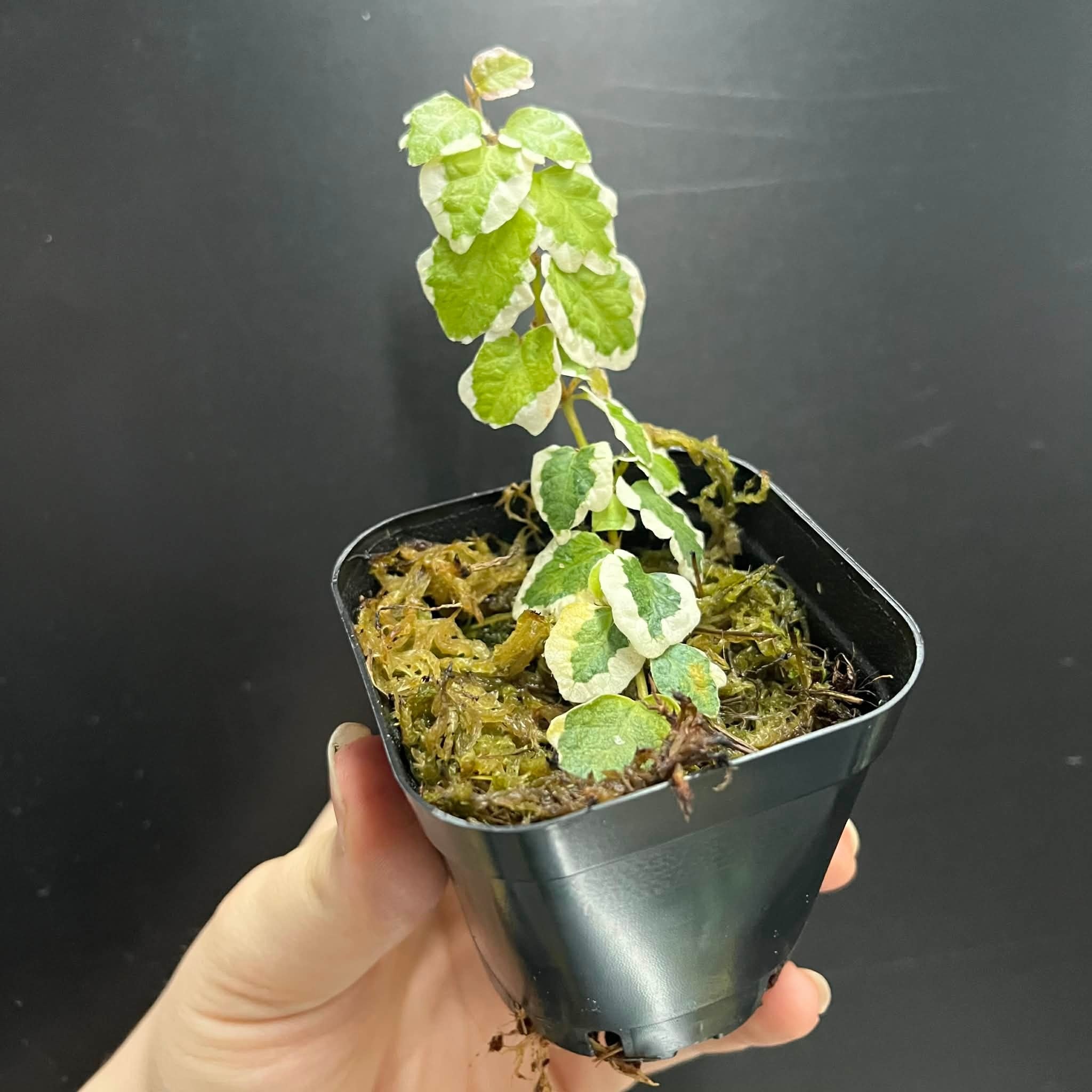 La Swamp Ficus Pumila variegated Plant