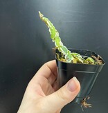 La Swamp Plante Ficus Pumila variegated