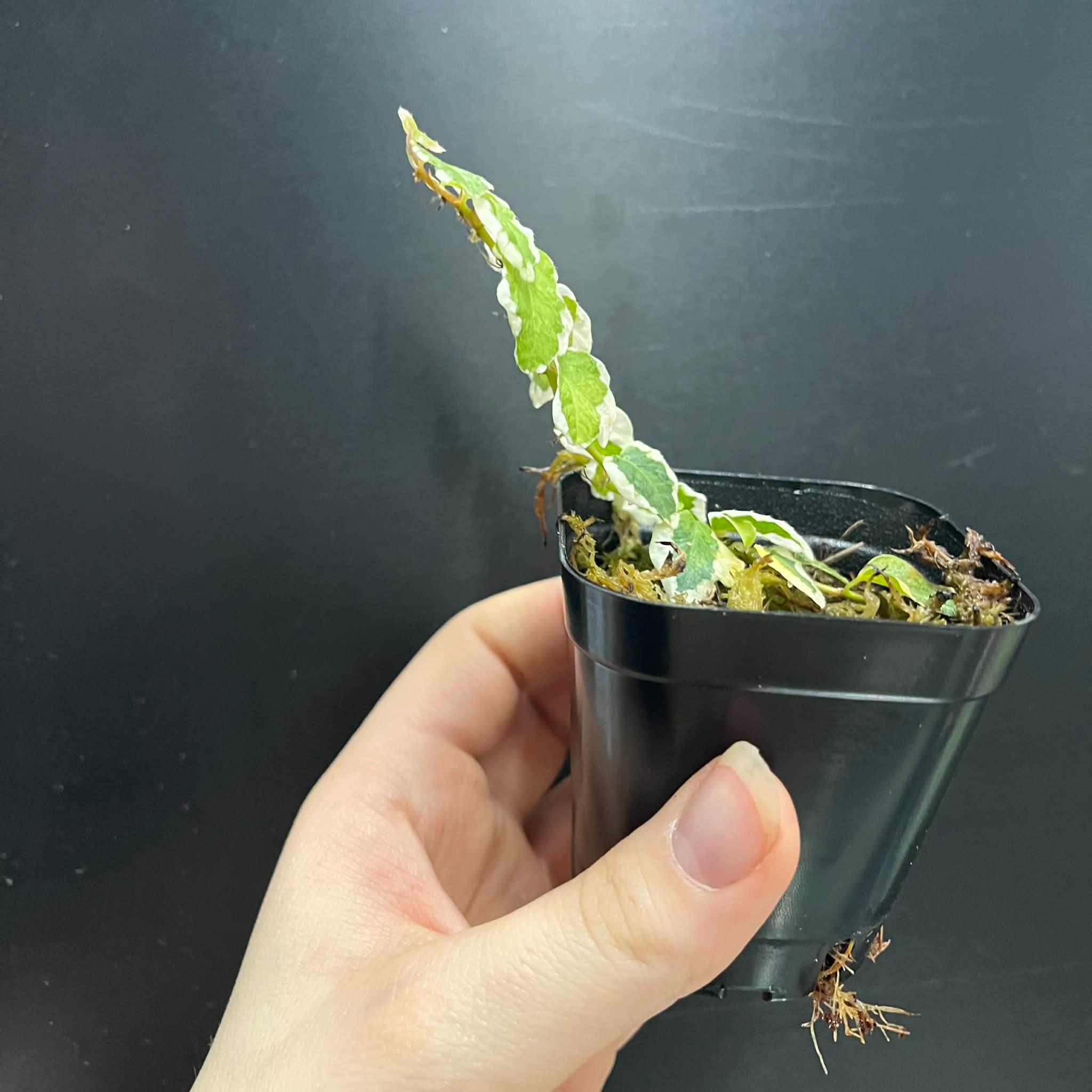 La Swamp Plante Ficus Pumila variegated