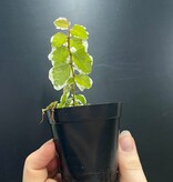 La Swamp Plante Ficus Pumila variegated