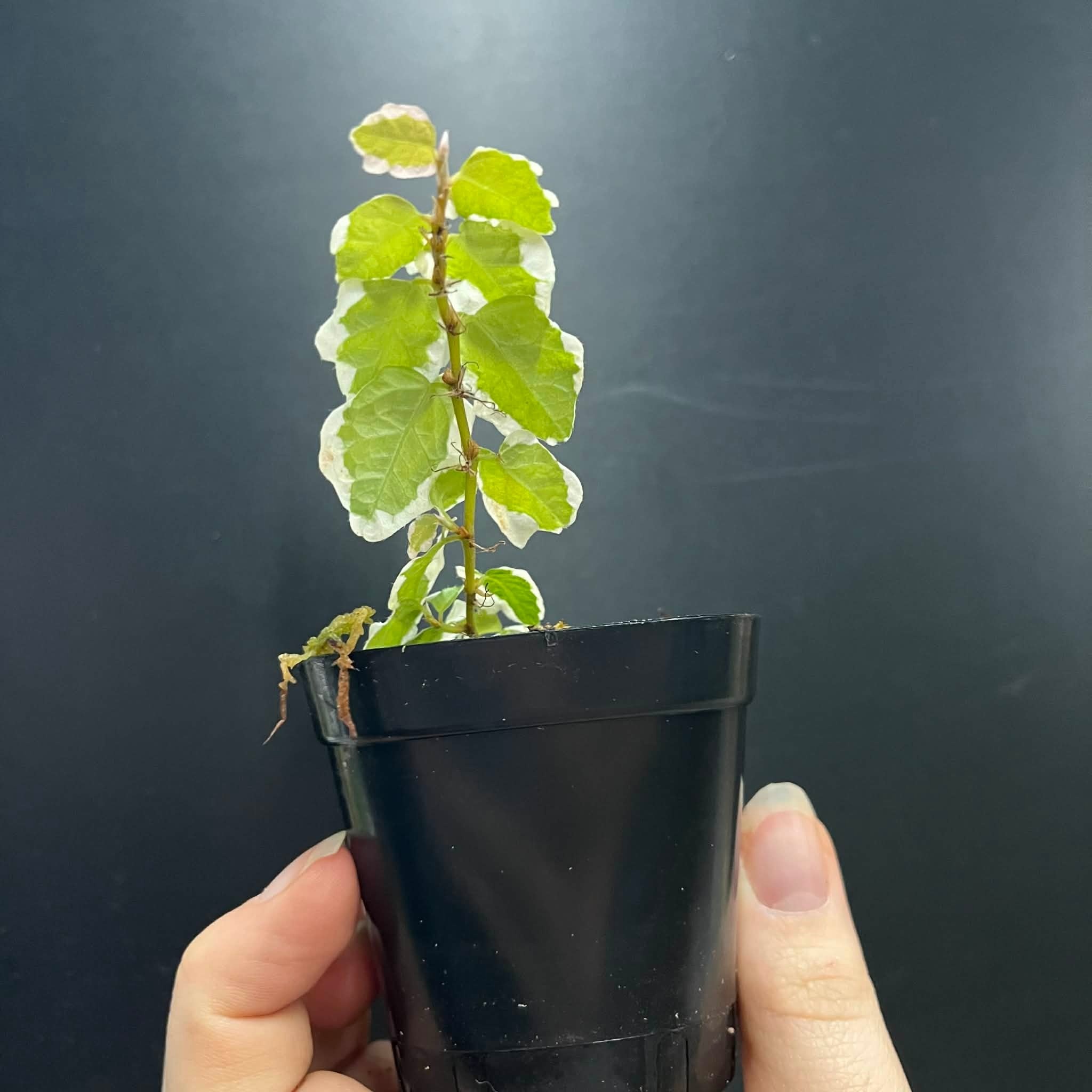La Swamp Ficus Pumila variegated Plant