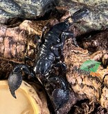 Magazoo Adult Female Emperor scorpion #1