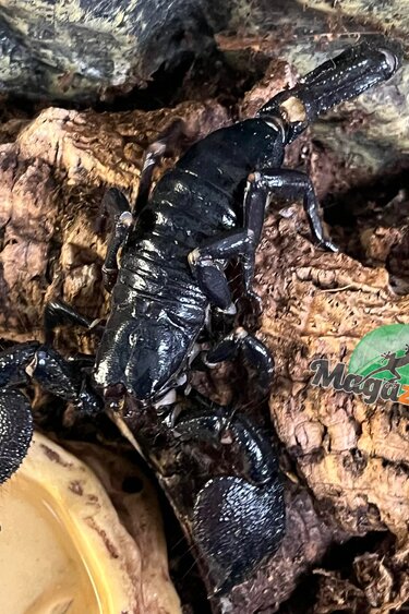 Magazoo Adult Female Emperor scorpion #1