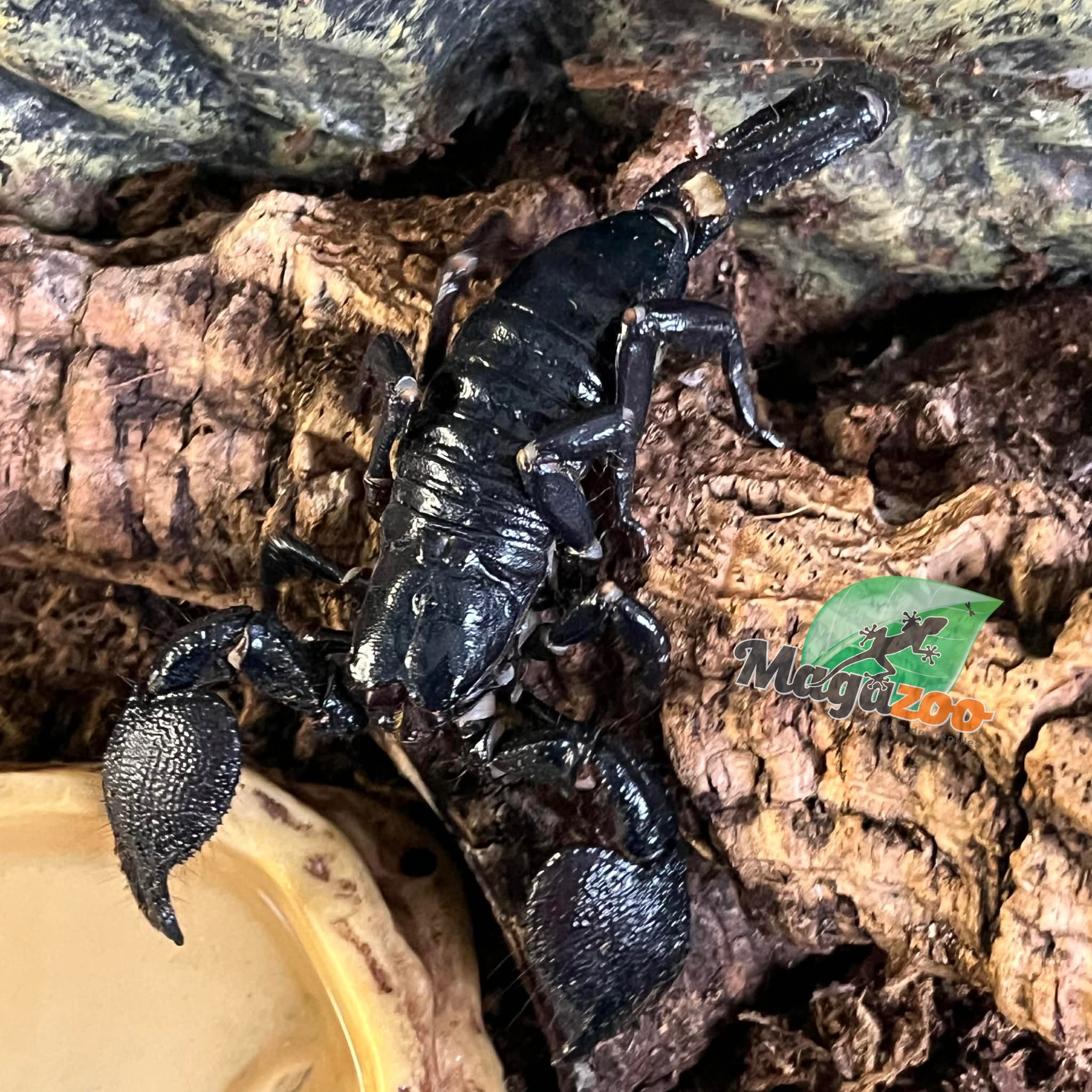 Magazoo Adult Female Emperor scorpion #1