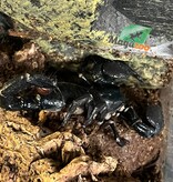 Magazoo Scorpion empereur Femelle Adulte #1