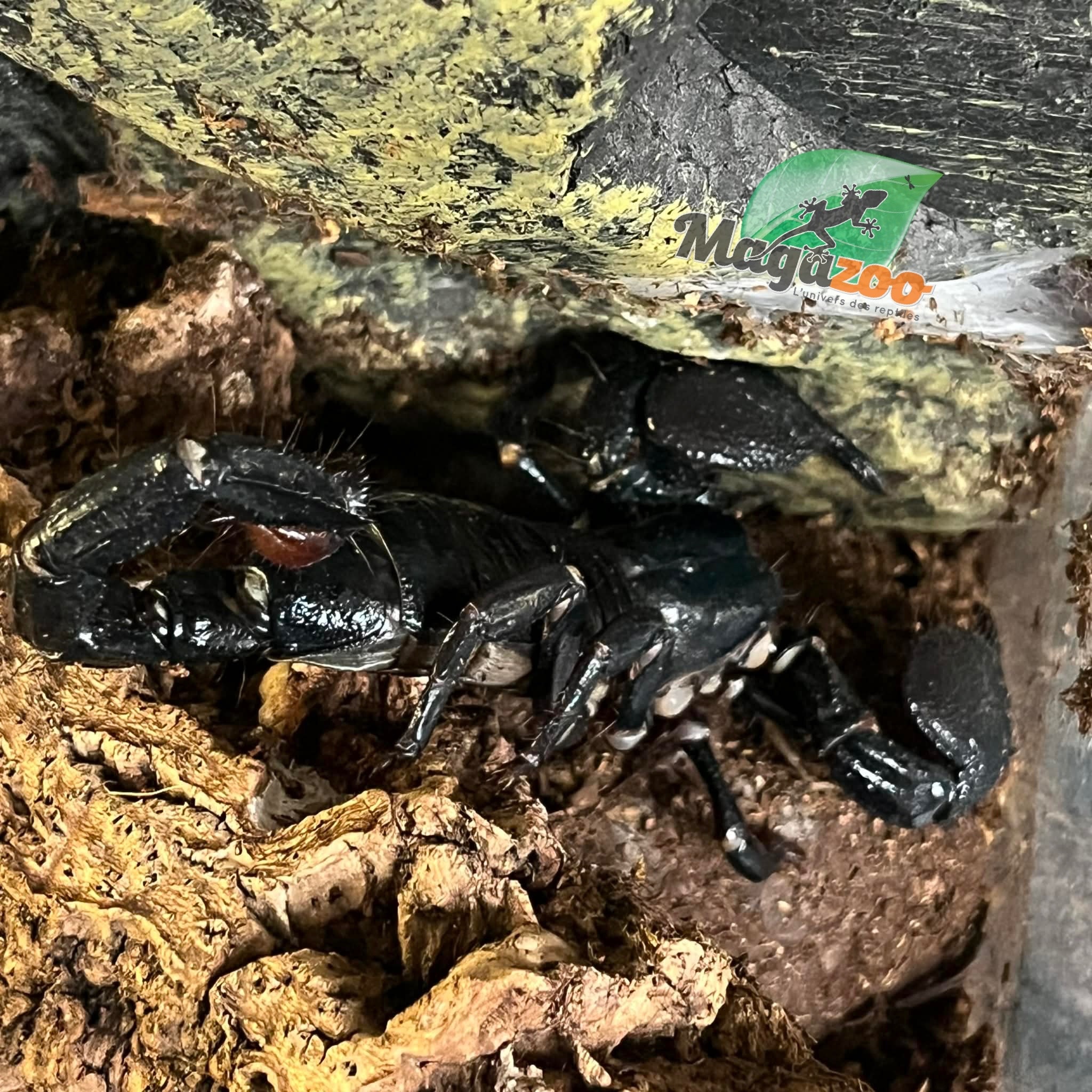 Magazoo Scorpion empereur Femelle Adulte #1