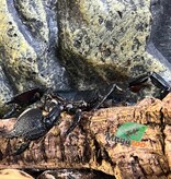 Magazoo Adult Female Emperor scorpion #1