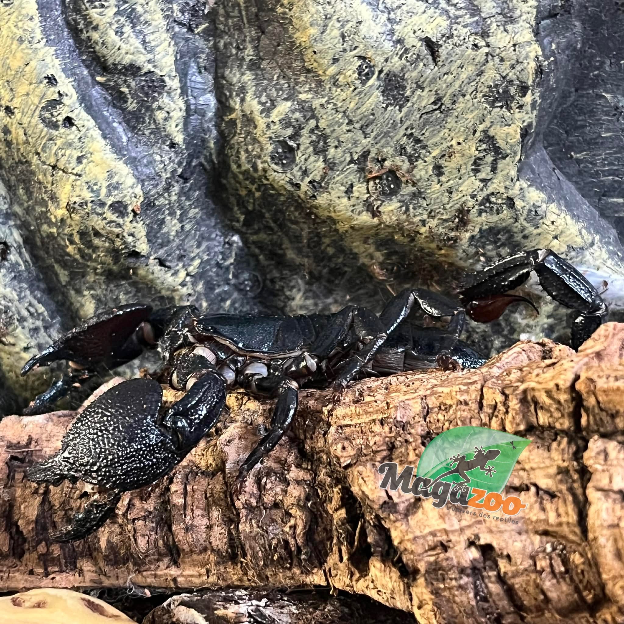 Magazoo Adult Female Emperor scorpion #1
