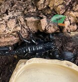 Magazoo Adult Female Emperor scorpion#2
