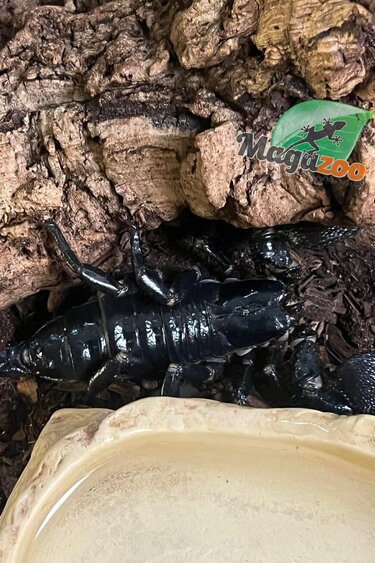 Magazoo Adult Female Emperor scorpion#2