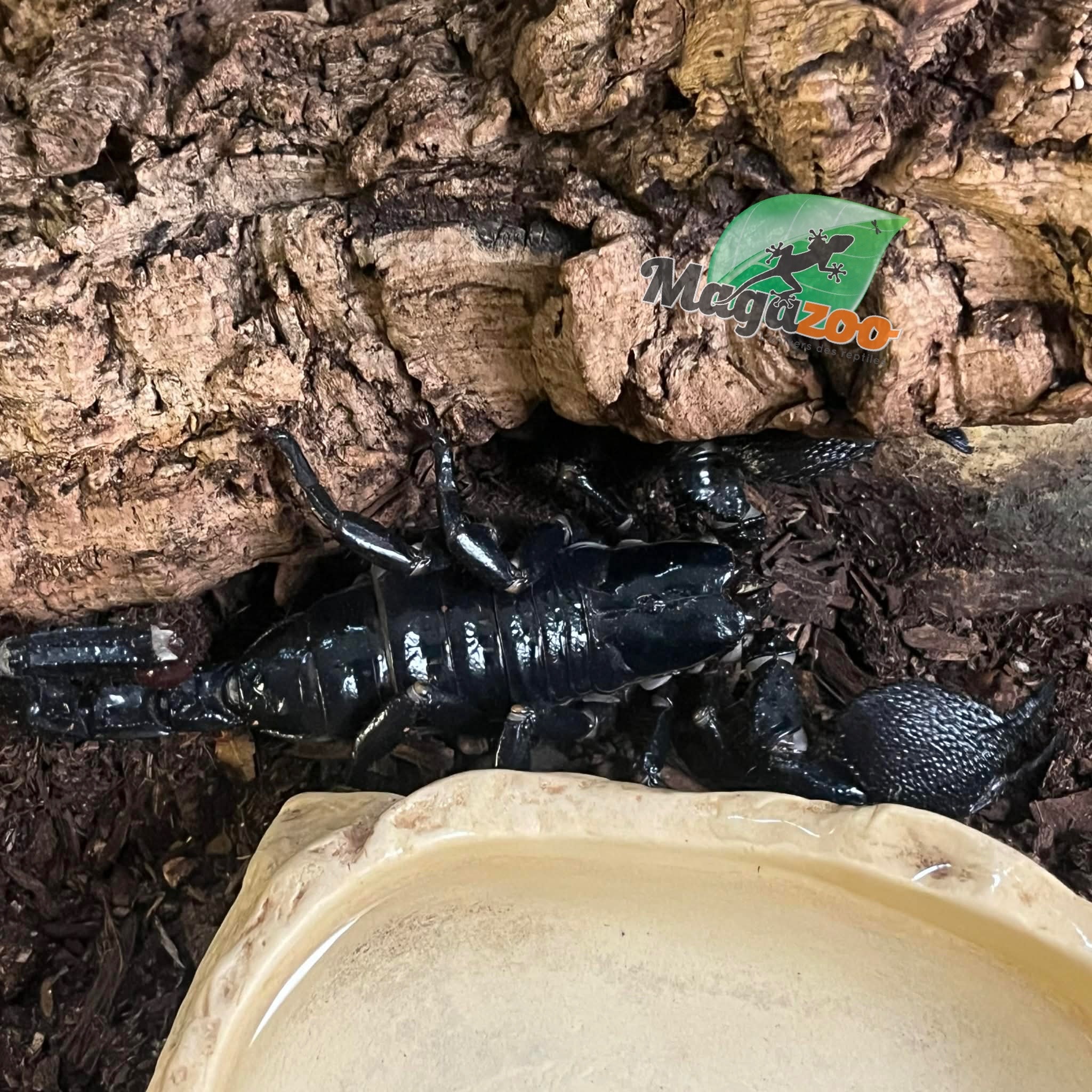 Magazoo Adult Female Emperor scorpion#2