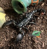 Magazoo Adult Female Emperor scorpion#2