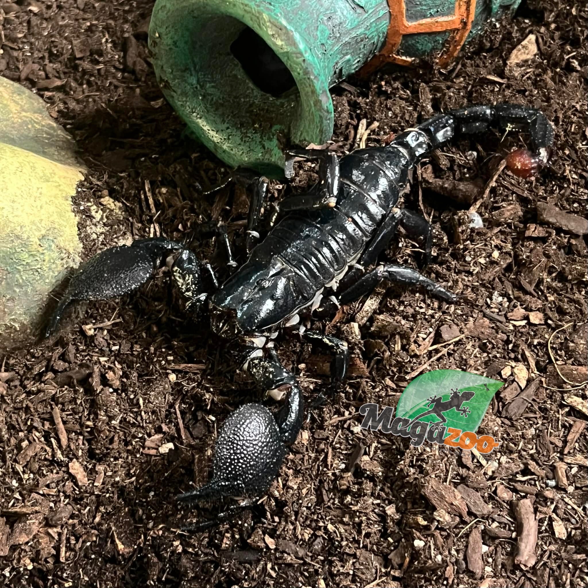 Magazoo Adult Female Emperor scorpion#2