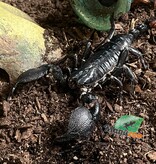 Magazoo Scorpion empereur Femelle Adulte #2