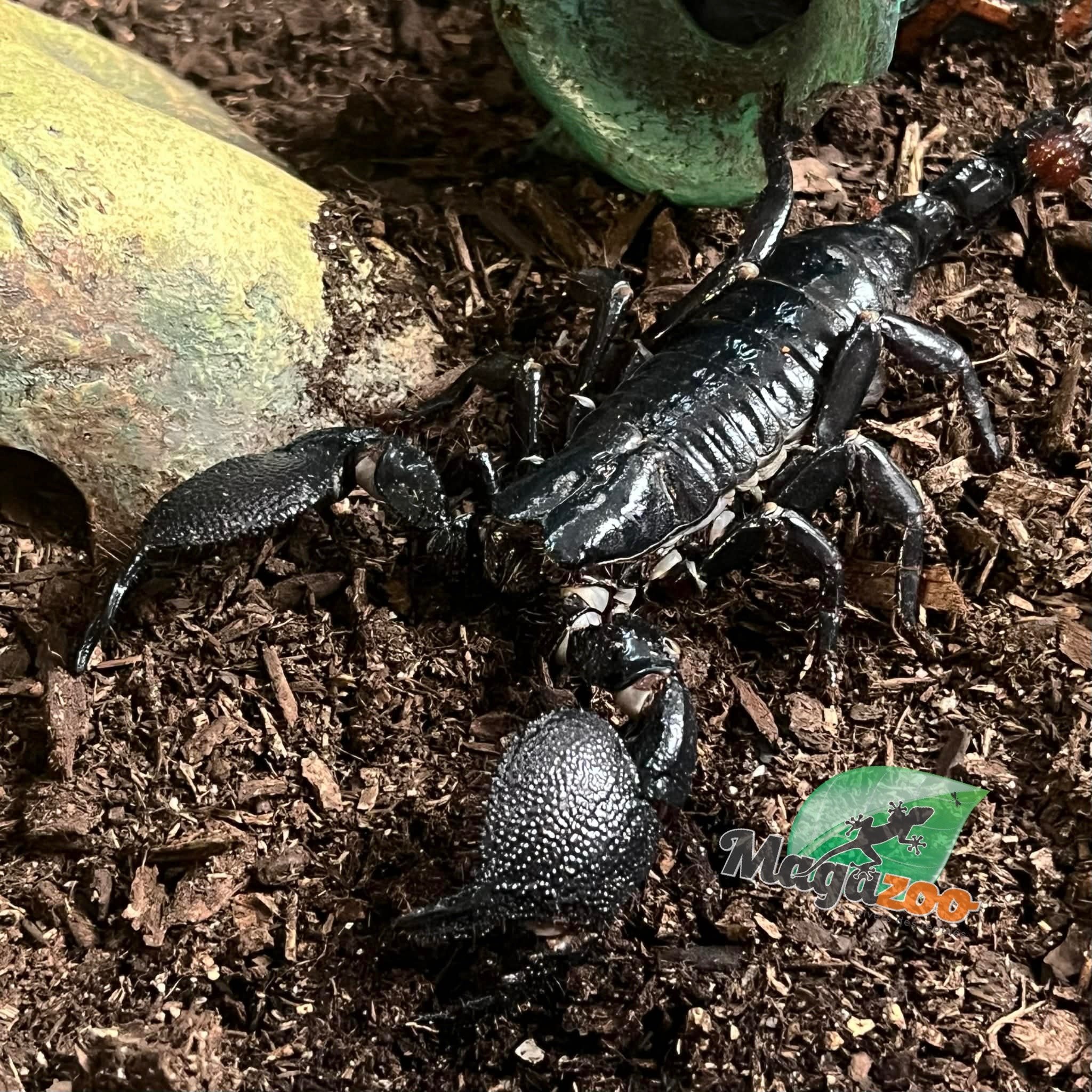 Magazoo Scorpion empereur Femelle Adulte #2