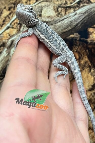 Magazoo Leatherback Bearded dragon #I