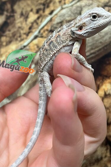 Magazoo Dragon barbu régulier #K