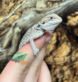 Magazoo Leatherback Bearded dragon #L