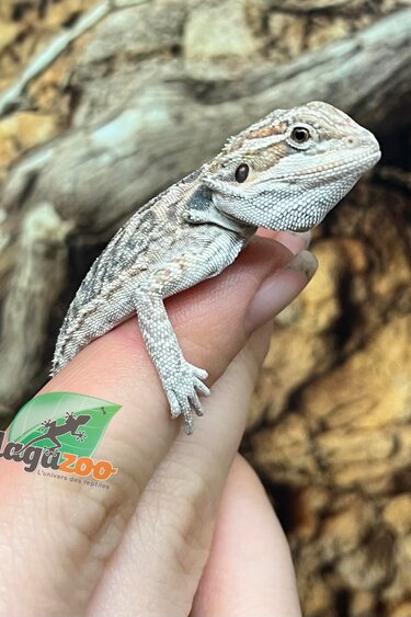 Magazoo Leatherback Bearded dragon #L