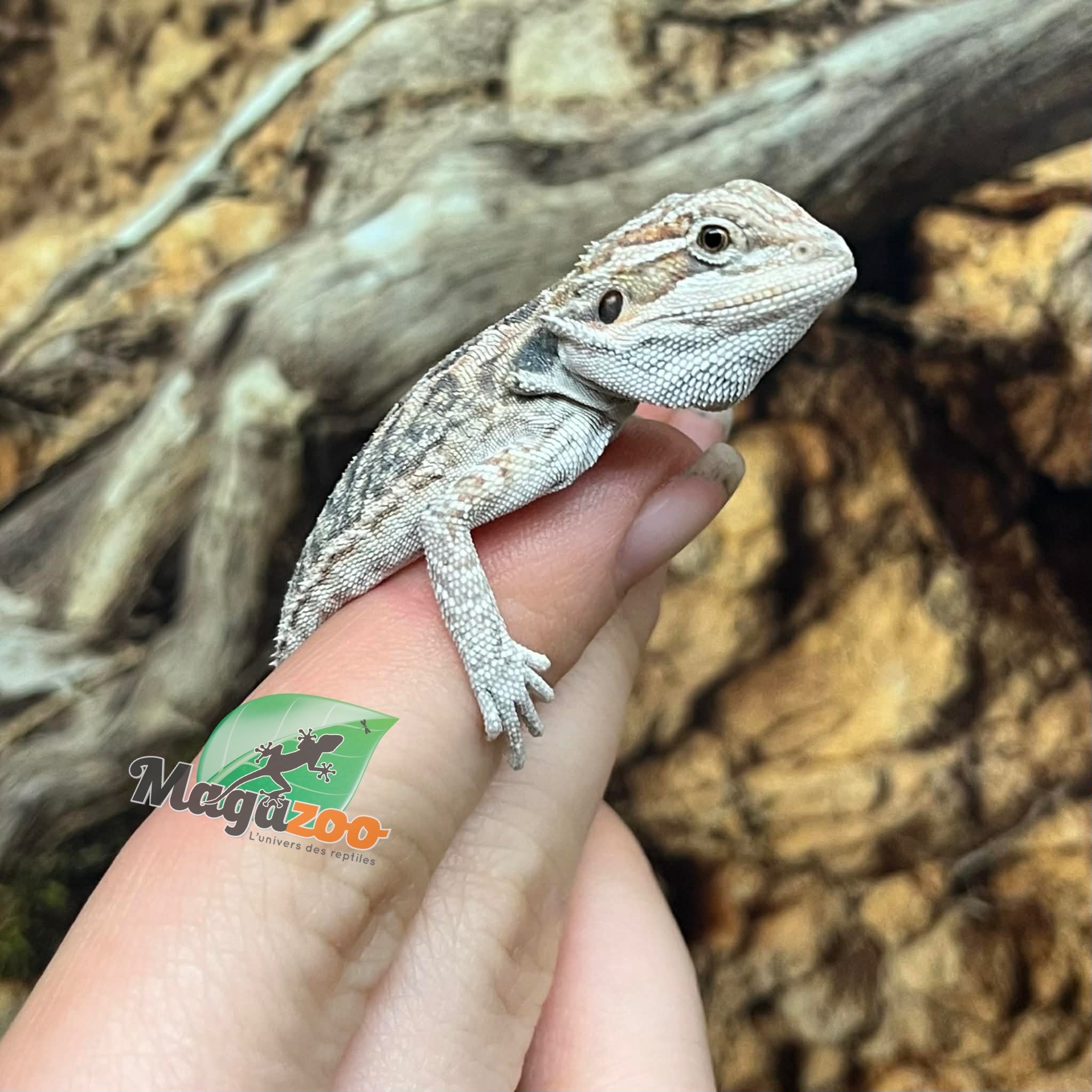 Magazoo Leatherback Bearded dragon #L