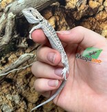 Magazoo Dragon barbu leatherback #L