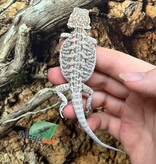 Magazoo Leatherback Bearded dragon #L