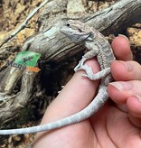 Magazoo Regular Bearded dragon #G