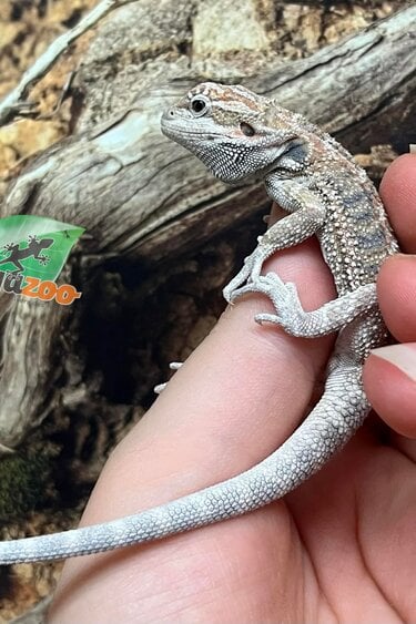 Magazoo Dragon barbu Régulier #G