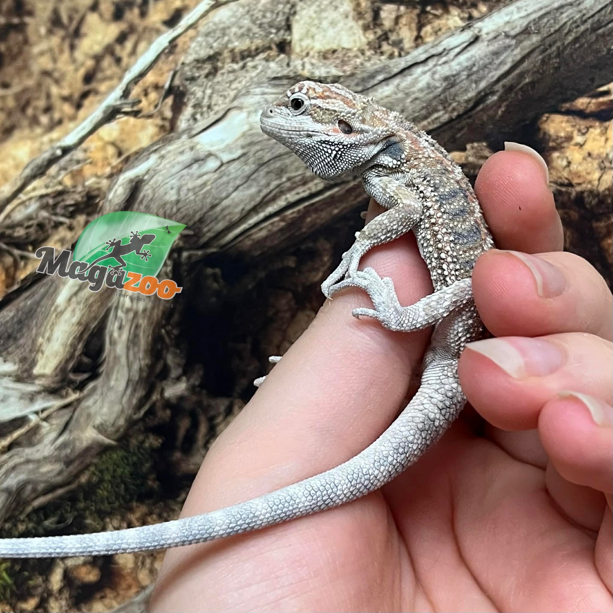 Magazoo Regular Bearded dragon #G