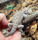 Magazoo Regular Bearded dragon #G