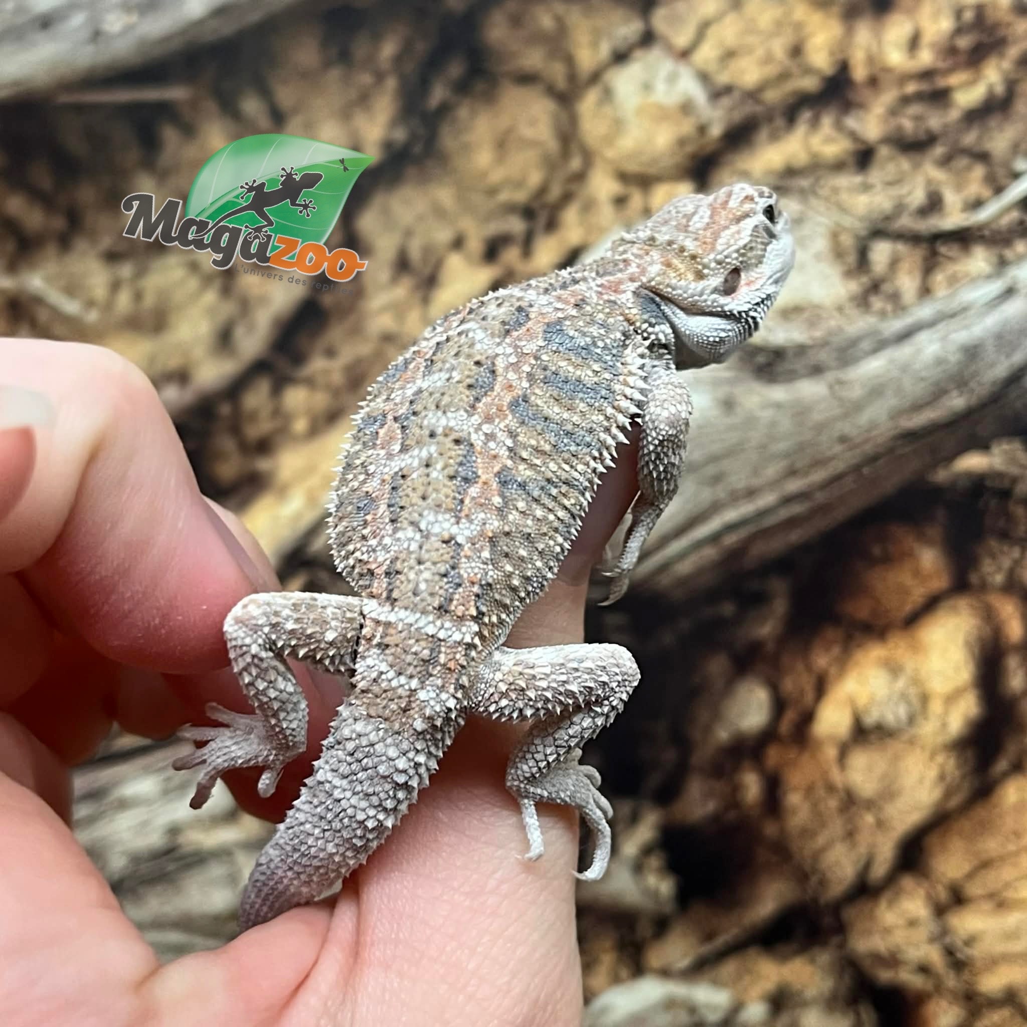 Magazoo Dragon barbu Régulier #G