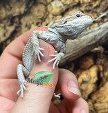 Magazoo Regular Bearded dragon #G
