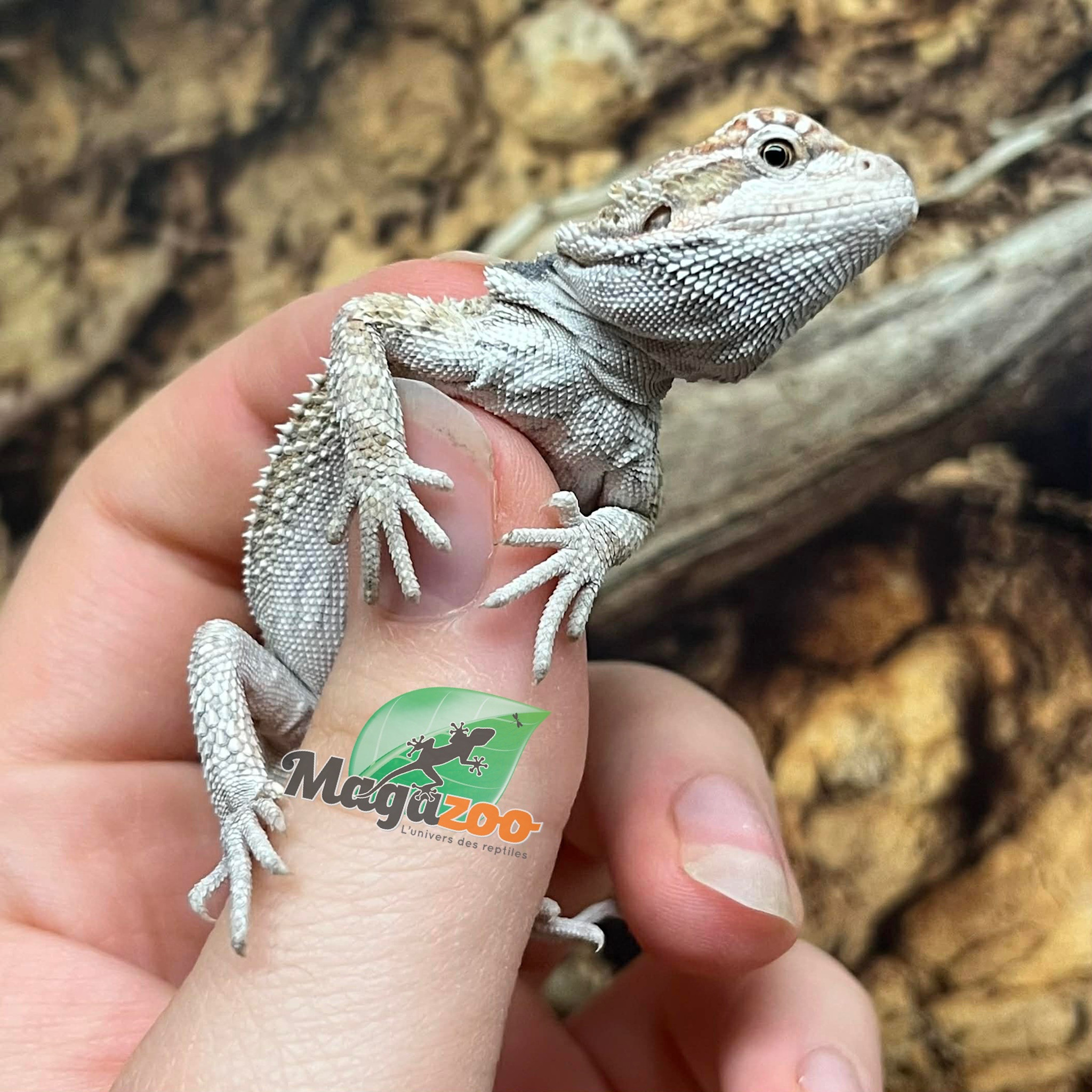 Magazoo Dragon barbu Régulier #G