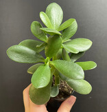 Magazoo Crassula Ovata | Arbre de Jade