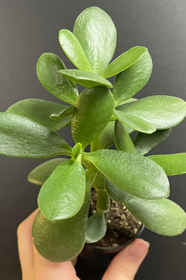 Magazoo Crassula Ovata | Arbre de Jade