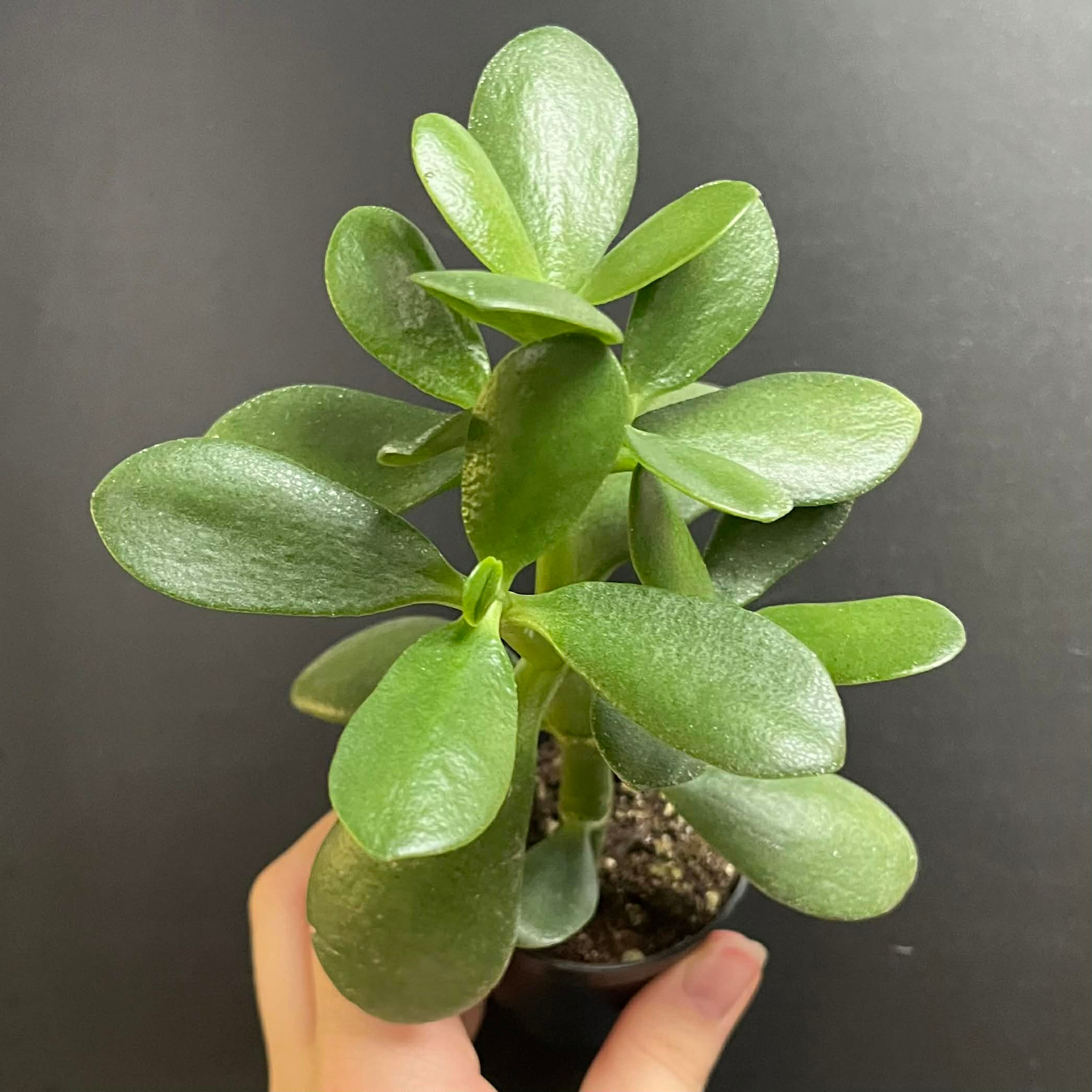 Magazoo Crassula Ovata | Jade Tree