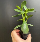 Magazoo Crassula Ovata | Arbre de Jade