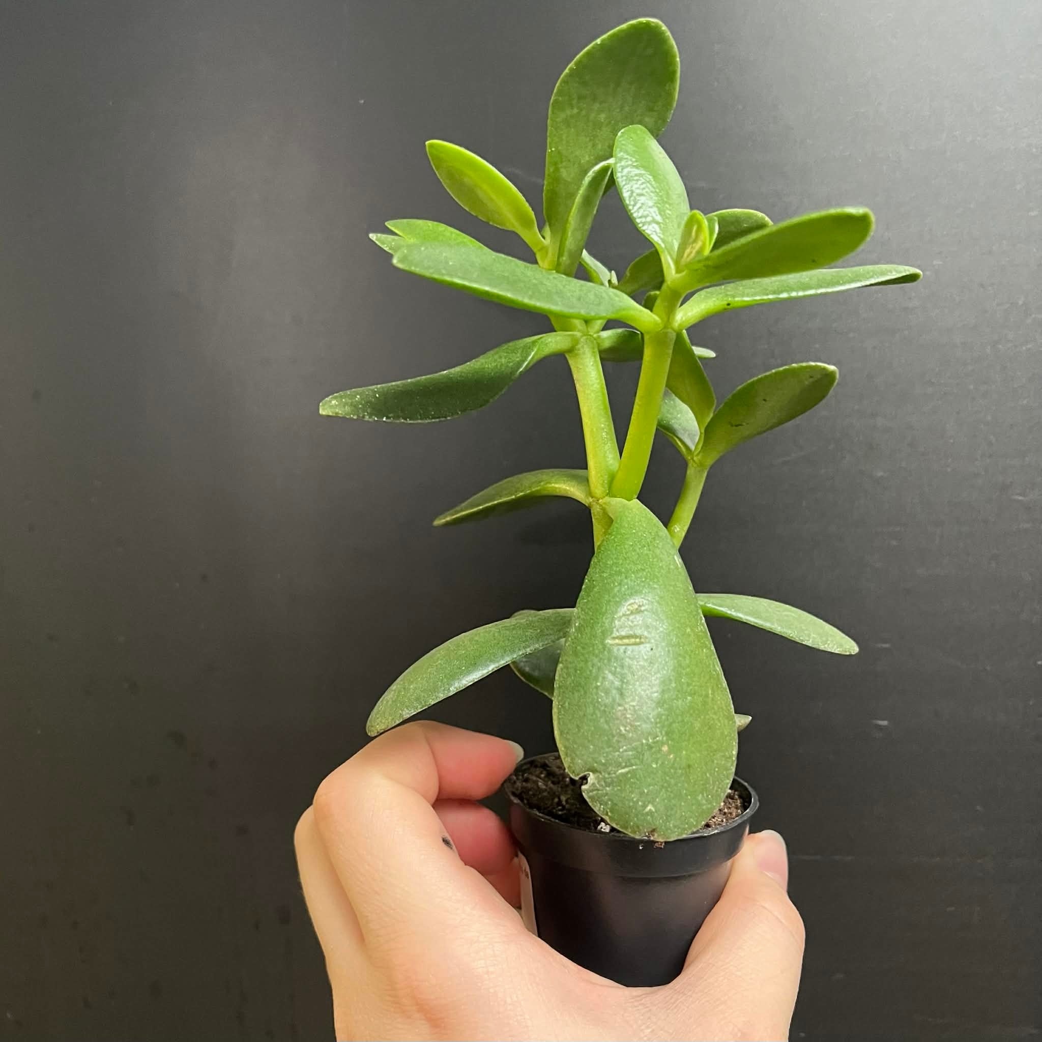 Magazoo Crassula Ovata | Arbre de Jade