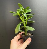 Magazoo Crassula Ovata | Jade Tree