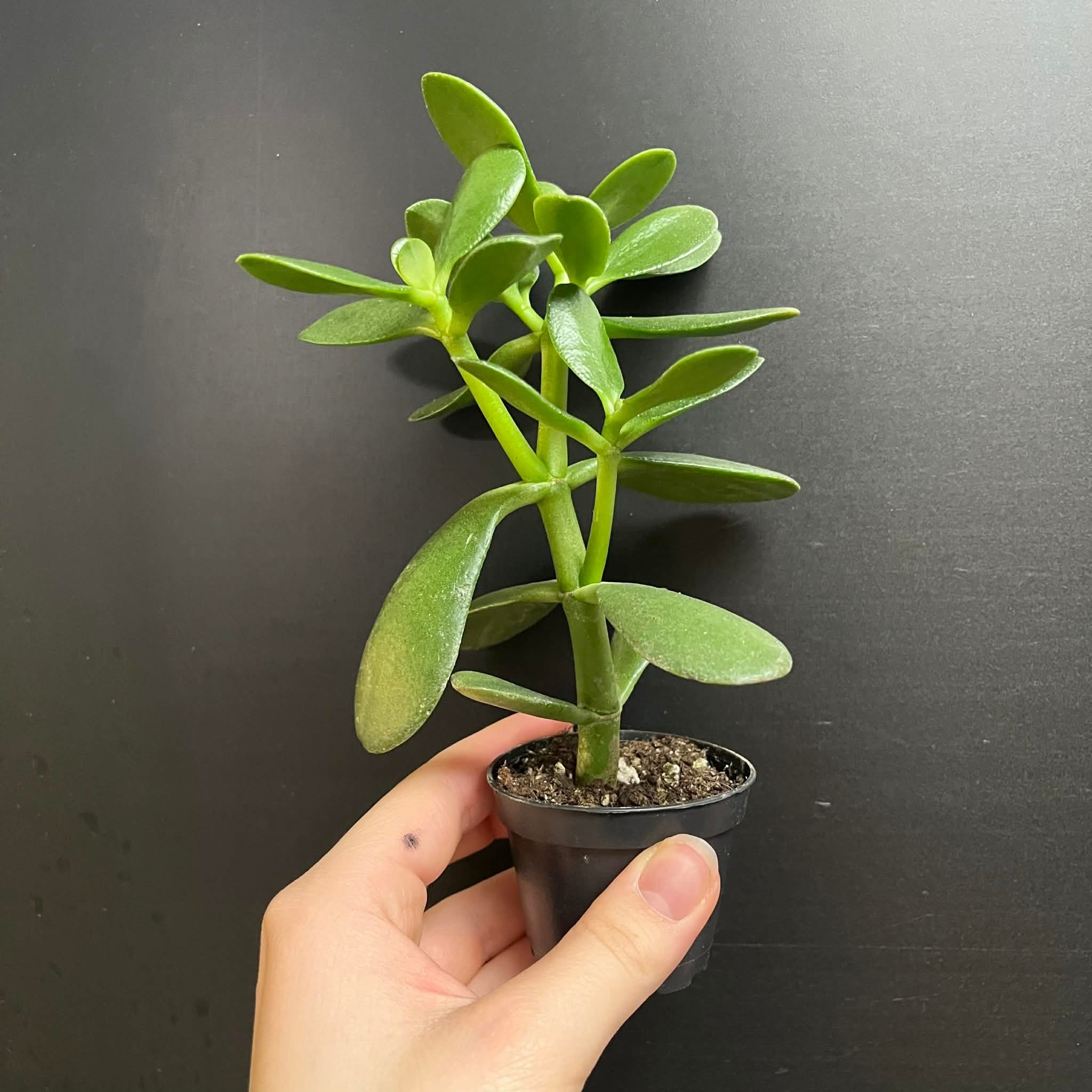 Magazoo Crassula Ovata | Jade Tree