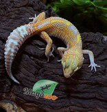 Magazoo Red Diamond het tremper Female Leopard gecko  06/28/25