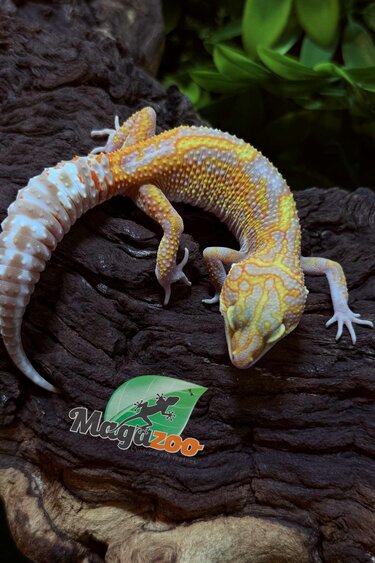 Magazoo Red Diamond het tremper Female Leopard gecko  06/28/25